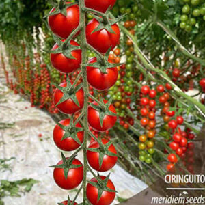 Whole Peeled Tomatoes